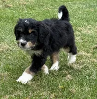Chip, a male Bernedoodle for sale in Springfield, OH – 1 of 6