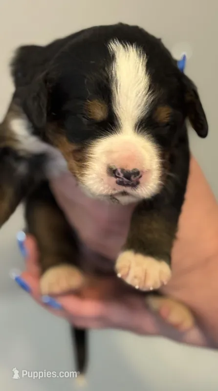 Leia's Boy #2 – Bernese Mountain Dog puppy for sale in Springfield, OH