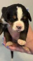 Leia's Boy #2, a male Bernese Mountain Dog for sale in Springfield, OH – Photo 1 of 3