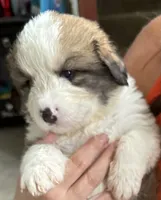 Gus, a male Bernese Mountain Dog and Great Pyrenees for sale in Springfield, OH – 1 of 10