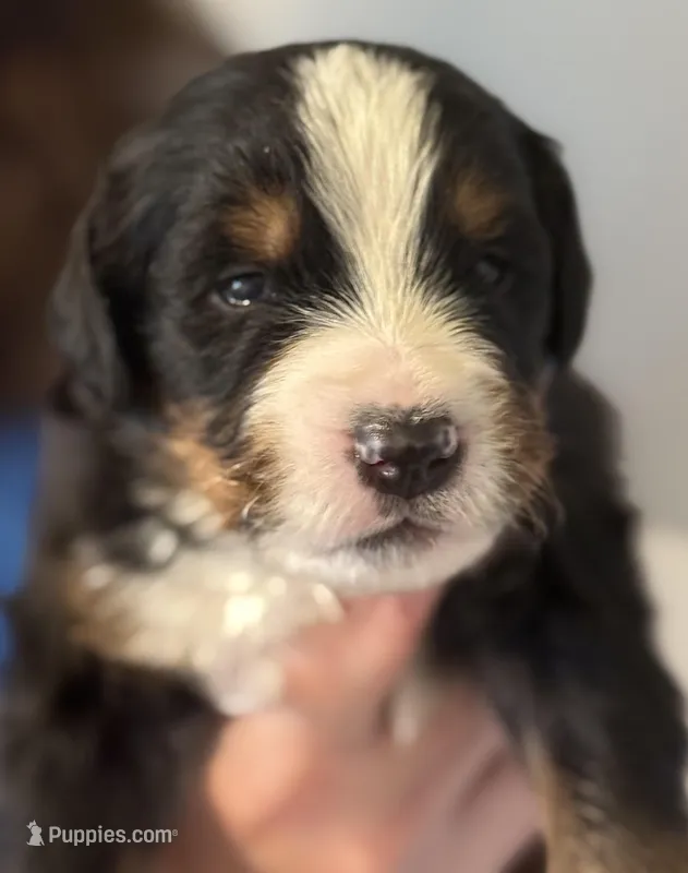 Livi's Boy #4 – Bernese Mountain Dog puppy for sale in Springfield, OH