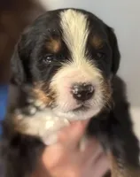 Livi's Boy #4, a male Bernese Mountain Dog for sale in Springfield, OH – Photo 1 of 3