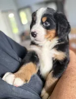 Leia's Dark Blue Boy , a male Bernese Mountain Dog for sale in Springfield, OH – 6 of 8