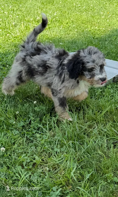 Colby – Bernedoodle puppy for sale in Springfield, OH
