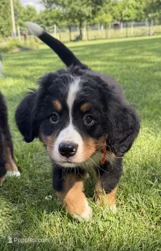 Oakley – Bernese Mountain Dog puppy for sale in Springfield, OH
