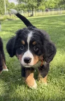 Oakley, a female Bernese Mountain Dog for sale in Springfield, OH – 1 of 10