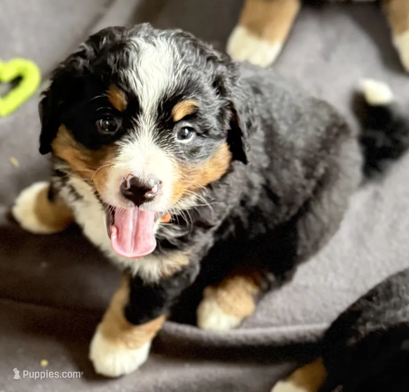 Leia's Orange Girl  – Bernese Mountain Dog puppy for sale in Springfield, OH
