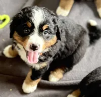 Leia's Orange Girl , a female Bernese Mountain Dog for sale in Springfield, OH – 1 of 9