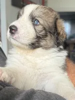 Rudy, a male Bernese Mountain Dog and Great Pyrenees for sale in Springfield, OH – 3 of 10