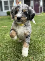 Tigerlily, a female Bernedoodle for sale in Springfield, OH – 3 of 5