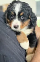 Leia's Orange Girl , a female Bernese Mountain Dog for sale in Springfield, OH – 4 of 9