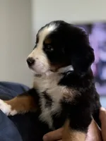 Livi's Red Boy , a male Bernese Mountain Dog for sale in Springfield, OH – 7 of 10