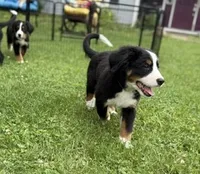 Georgie, a male Bernese Mountain Dog for sale in Springfield, OH – 3 of 10