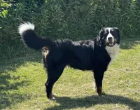 Livi's Girl #3, a female Bernese Mountain Dog for sale in Springfield, OH – Photo 3 of 3