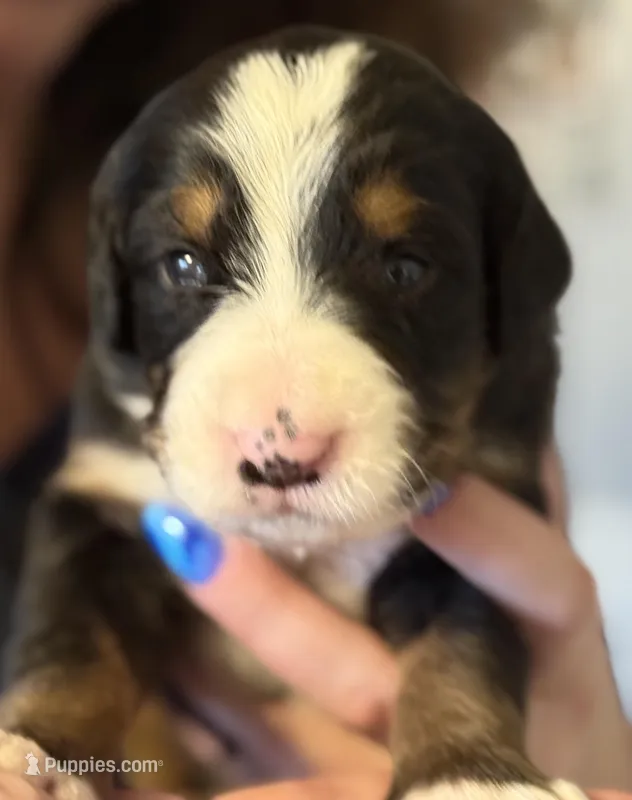 Livi's Girl #3 – Bernese Mountain Dog puppy for sale in Springfield, OH