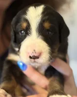 Livi's Girl #3, a female Bernese Mountain Dog for sale in Springfield, OH – Photo 1 of 3