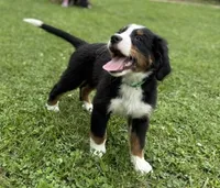 Georgie, a male Bernese Mountain Dog for sale in Springfield, OH – 2 of 10