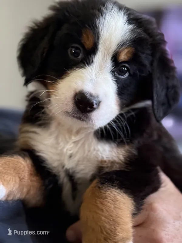 Livi's Red Boy  – Bernese Mountain Dog puppy for sale in Springfield, OH
