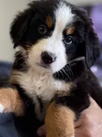 Livi's Red Boy , a male Bernese Mountain Dog for sale in Springfield, OH – 1 of 10
