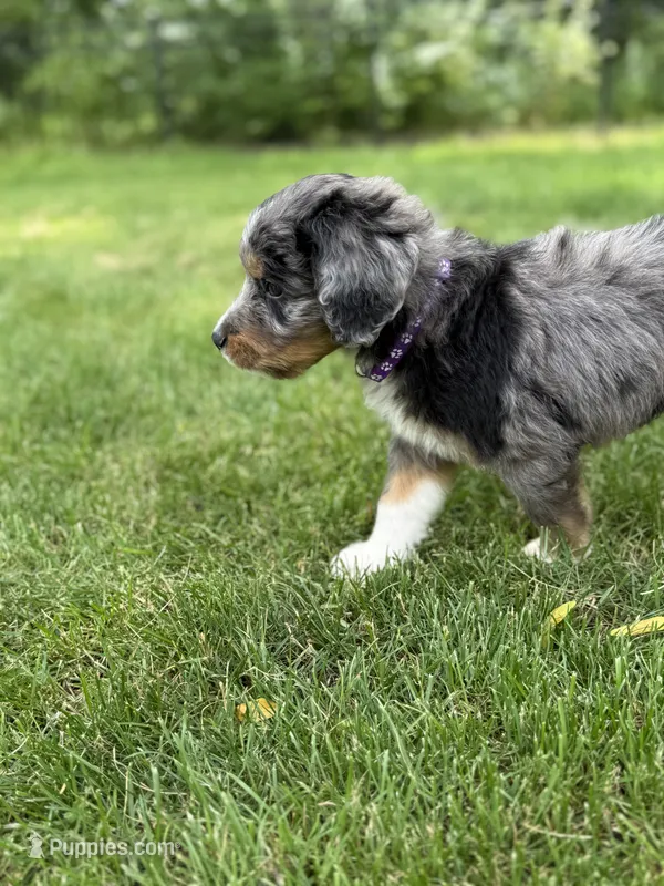Copper – Bernedoodle puppy for sale in Springfield, OH