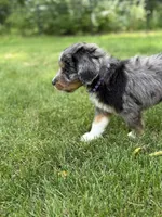 Copper, a male Bernedoodle for sale in Springfield, OH – 1 of 4