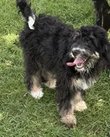 Candy, a female Bernedoodle for sale in Springfield, OH – 3 of 9