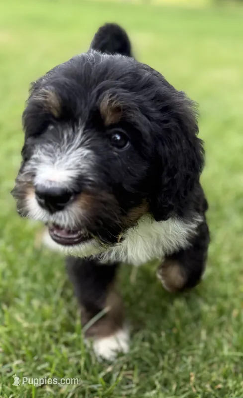 Cherie – Bernedoodle puppy for sale in Springfield, OH