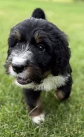 Cherie, a female Bernedoodle for sale in Springfield, OH – 1 of 4