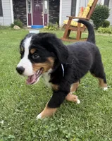 Duke, a male Bernese Mountain Dog for sale in Springfield, OH – 2 of 8