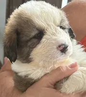 Gus, a male Bernese Mountain Dog and Great Pyrenees for sale in Springfield, OH – 5 of 10