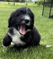 Charlie, a male Bernedoodle for sale in Springfield, OH – 2 of 5