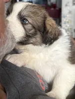 Rudy, a male Bernese Mountain Dog and Great Pyrenees for sale in Springfield, OH – 6 of 10