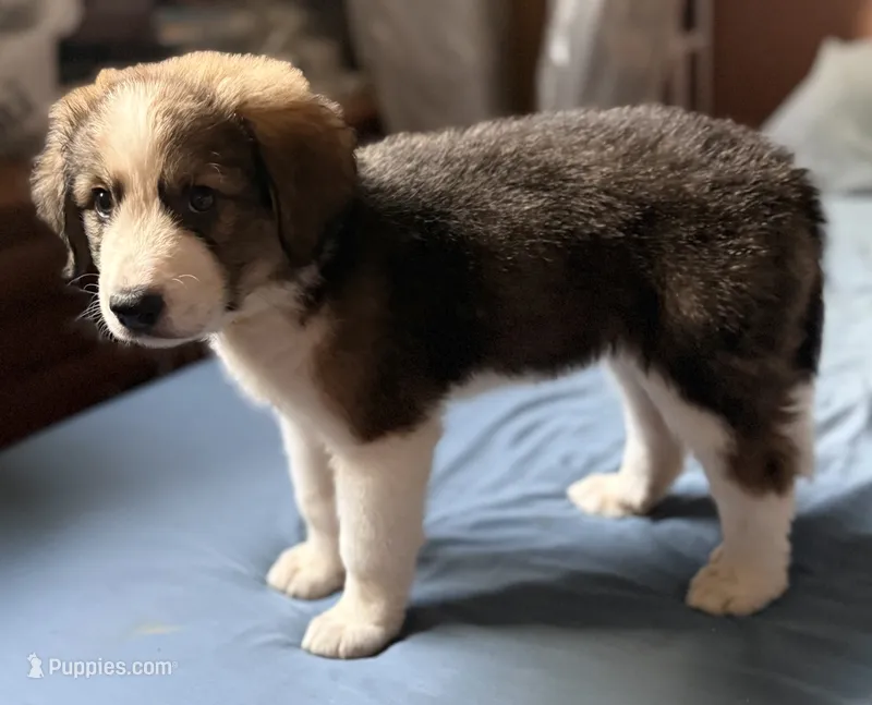 Yancy – Bernese Mountain Dog, Great Pyrenees puppy for sale in Springfield, OH