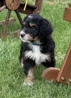 Chip, a male Bernedoodle for sale in Springfield, OH – 2 of 6
