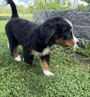 Lady, a female Bernese Mountain Dog for sale in Springfield, OH – 2 of 9