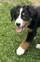 Gracie, a female Bernese Mountain Dog for sale in Springfield, OH – 2 of 10