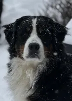 Leia's Boy #4, a male Bernese Mountain Dog for sale in Springfield, OH – 2 of 3