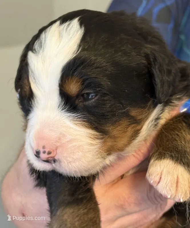 Leia's Boy #4 – Bernese Mountain Dog puppy for sale in Springfield, OH