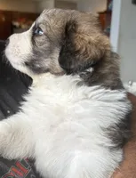 Rudy, a male Bernese Mountain Dog and Great Pyrenees for sale in Springfield, OH – 8 of 10