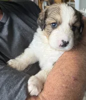 Lucky, a female Bernese Mountain Dog and Great Pyrenees for sale in Springfield, OH – 8 of 10