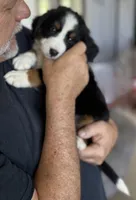 Livi's Green Boy, a male Bernese Mountain Dog for sale in Springfield, OH – 2 of 8
