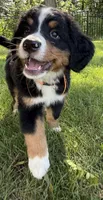 Oakley, a female Bernese Mountain Dog for sale in Springfield, OH – 5 of 10