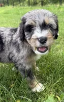 Colby, a male Bernedoodle for sale in Springfield, OH – 4 of 4