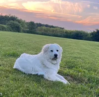 Rudy, a male Bernese Mountain Dog and Great Pyrenees for sale in Springfield, OH – 9 of 10