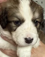 Yancy, a female Bernese Mountain Dog and Great Pyrenees for sale in Springfield, OH – 4 of 10