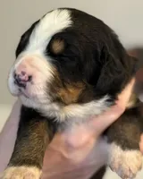Leia's Boy #1, a male Bernese Mountain Dog for sale in Springfield, OH – Photo 1 of 3