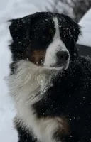 Leia's Boy #1, a male Bernese Mountain Dog for sale in Springfield, OH – Photo 2 of 3