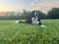Leia's Boy #1, a male Bernese Mountain Dog for sale in Springfield, OH – Photo 3 of 3