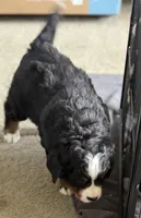 Leia's Brown Boy , a male Bernese Mountain Dog for sale in Springfield, OH – 7 of 9