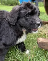 Chrissy, a female Bernedoodle for sale in Springfield, OH – 3 of 5